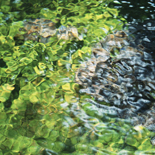 富士の湧水